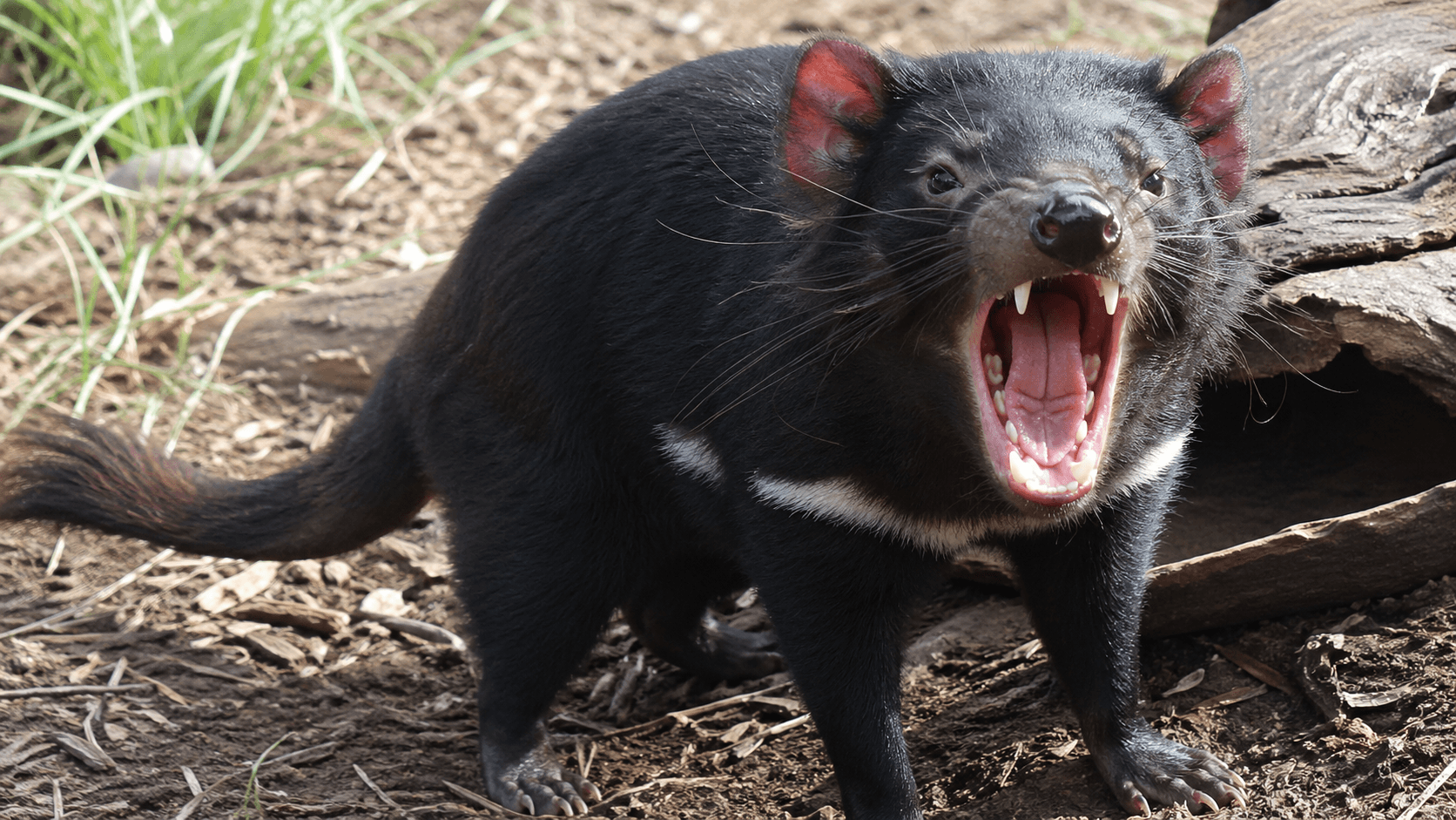 Tasmanian Devil