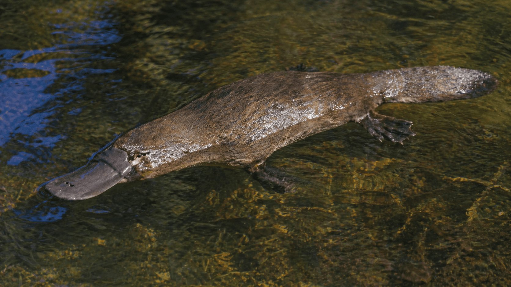 Platypus